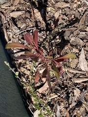 Dodonaea viscosa