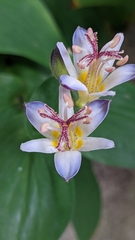 Tricyrtis hirta