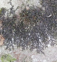Frullania dilatata