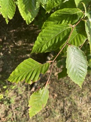 Fagus