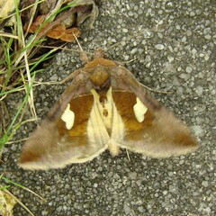 Autographa bractea