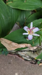 Tricyrtis hirta