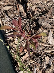 Dodonaea viscosa