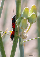 Lygaeus kalmii