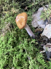 Cortinarius mucosus