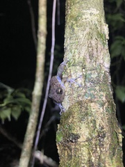 Craugastor yucatanensis