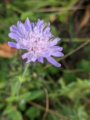 Knautia arvensis