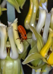 Lygaeus kalmii