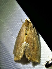 Hypsoropha hormos