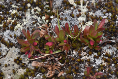 Vaccinium cespitosum