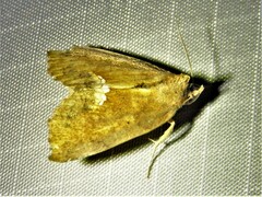 Hypsoropha hormos