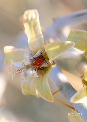 Lygaeus kalmii