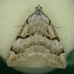 Aplocera praeformata