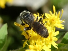 Lasioglossum coriaceum