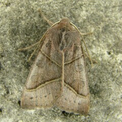 Mesogona oxalina