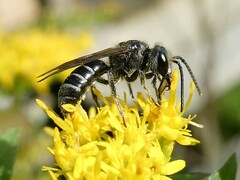 Lasioglossum coriaceum