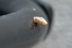 Polygyra