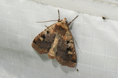 Diarsia jucunda