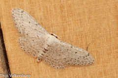 Idaea minuscularia