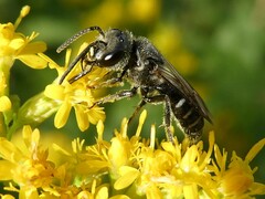 Lasioglossum coriaceum
