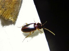 Stenolophini