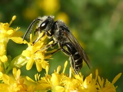 Lasioglossum coriaceum