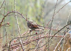 Agelaioides badius