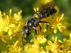 Lasioglossum coriaceum