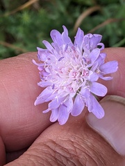 Knautia arvensis
