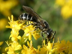 Lasioglossum coriaceum