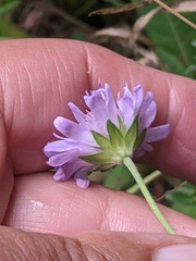 Knautia arvensis