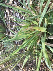 Elymus glaucus
