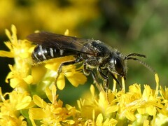 Lasioglossum coriaceum