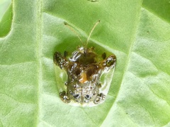 Helocassis testudinaria