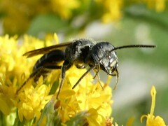 Lasioglossum coriaceum