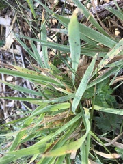 Elymus glaucus