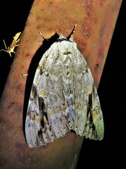 Catocala maestosa