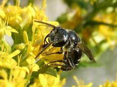 Lasioglossum coriaceum