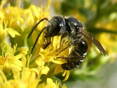Lasioglossum coriaceum