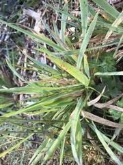 Elymus glaucus