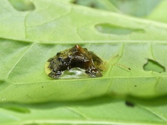 Helocassis testudinaria