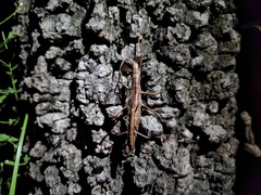 Anisomorpha buprestoides