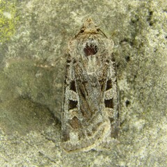 Chersotis rectangula