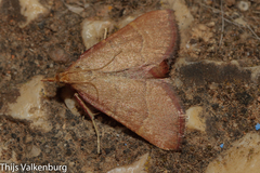 Hypsopygia incarnatalis
