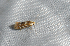 Bucculatrix canadensisella