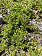 Selaginella hansenii