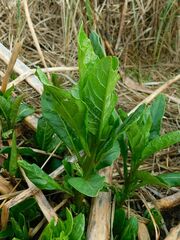 Phytolacca octandra