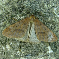 Erannis defoliaria