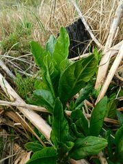 Phytolacca octandra