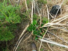 Phytolacca octandra